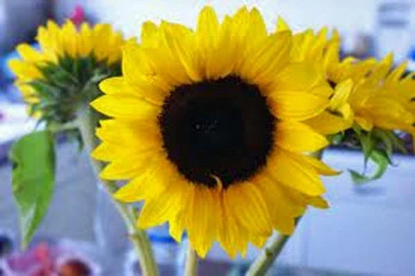 Mammoth Grey Stripe Sunflower Seeds - 25+ Premium Seeds (Helianthus annuus) - Giant Yellow Flowers with Dark Center