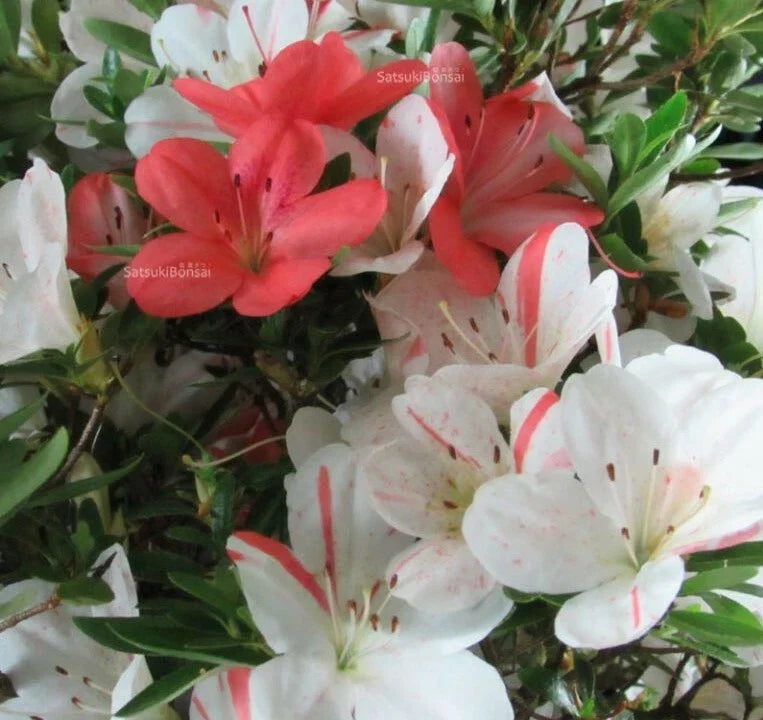 Azalea Starter Plant - 1-Gallon Pot - White & Peach Striped - Rhododendron spp. - Low Maintenance Garden Bloom