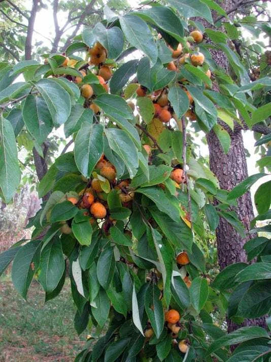 American Persimmon Trees 6 in. Saplings Diospyros virginiana - 2 Live Seedlings for Home Gardens and Landscaping