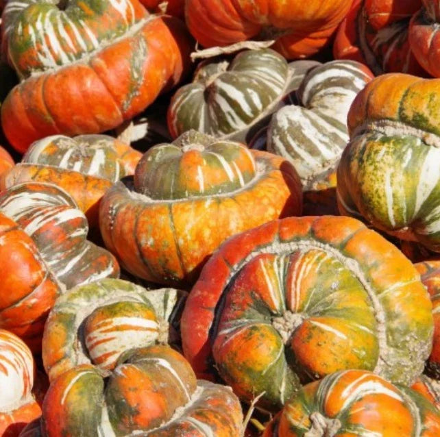 Heirloom Gourd Seeds - Turk's Turban - Non-GMO Edible Decorative Gourds - Cucurbita maxima - 12 Seeds