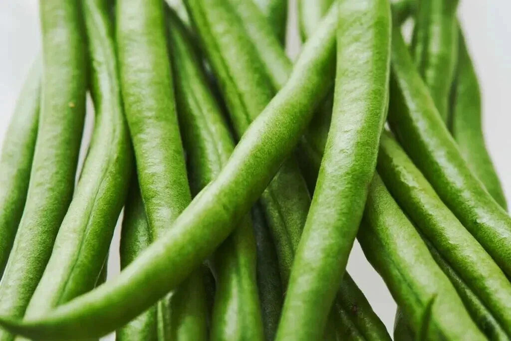Kentucky Wonder Pole Bean Seeds - 20 Count - Heirloom Variety - Phaseolus vulgaris - Non-GMO, Climbing Vine for Gardening