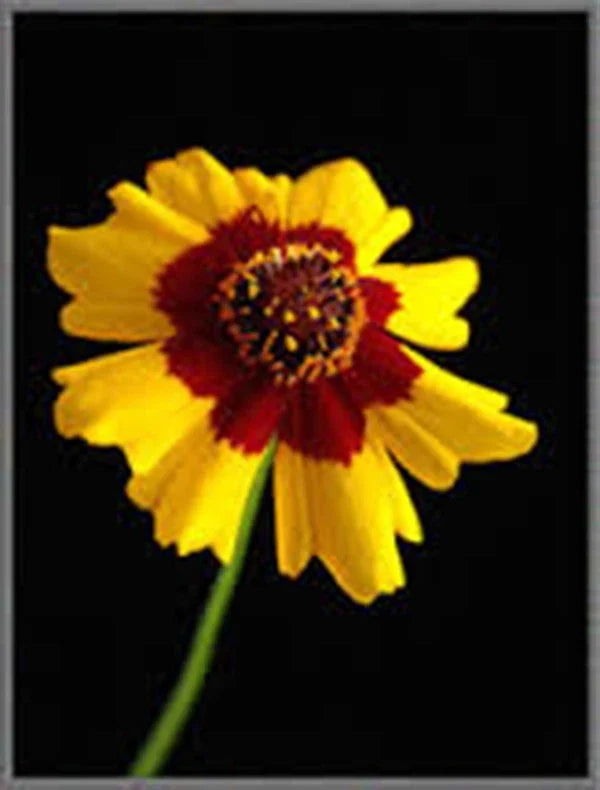 Coreopsis Seeds - 100+ Plains Coreopsis Seeds - Bright Yellow & Red Flowers - Coreopsis tinctoria - Non-GMO