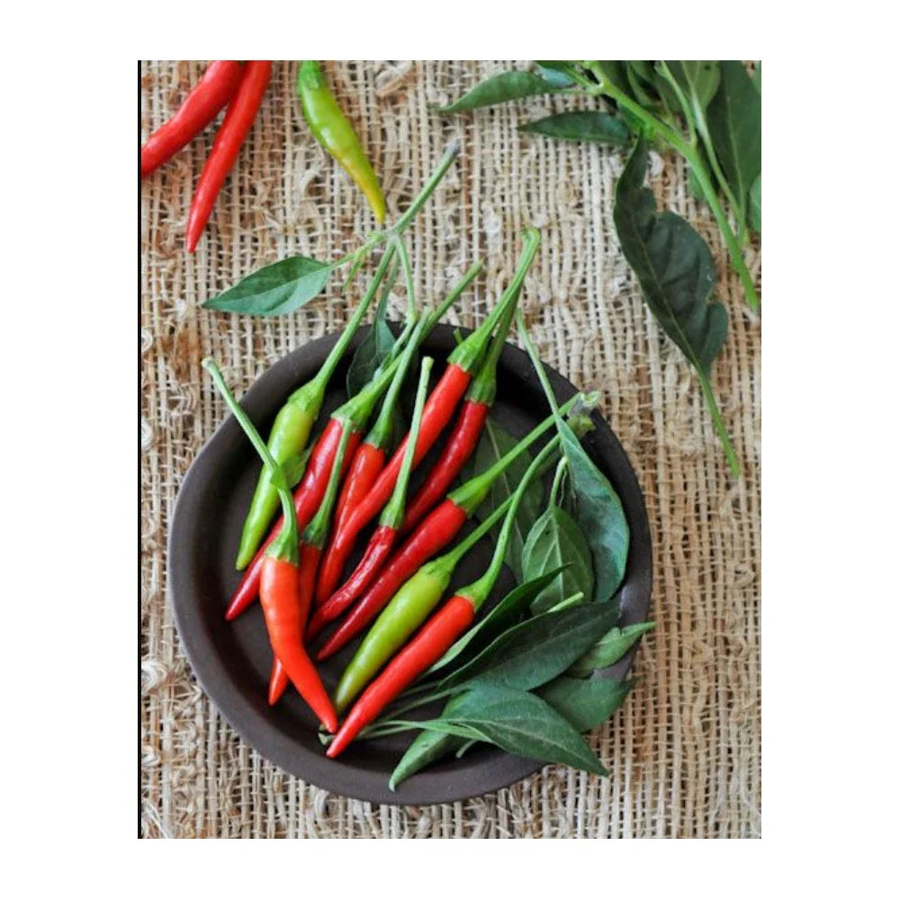 Thai "Prik-Mun" Pepper Seeds | Pack of 20 | Non-GMO | Capsicum annuum | Ideal for Home Gardens and Culinary Use