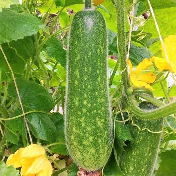 Fuzzy Hair Melon Seeds - Wax Gourd Hairy Squash - Cucurbita maxima - Non-GMO Seeds for 2025 Planting - Green Fuzzy Fruits