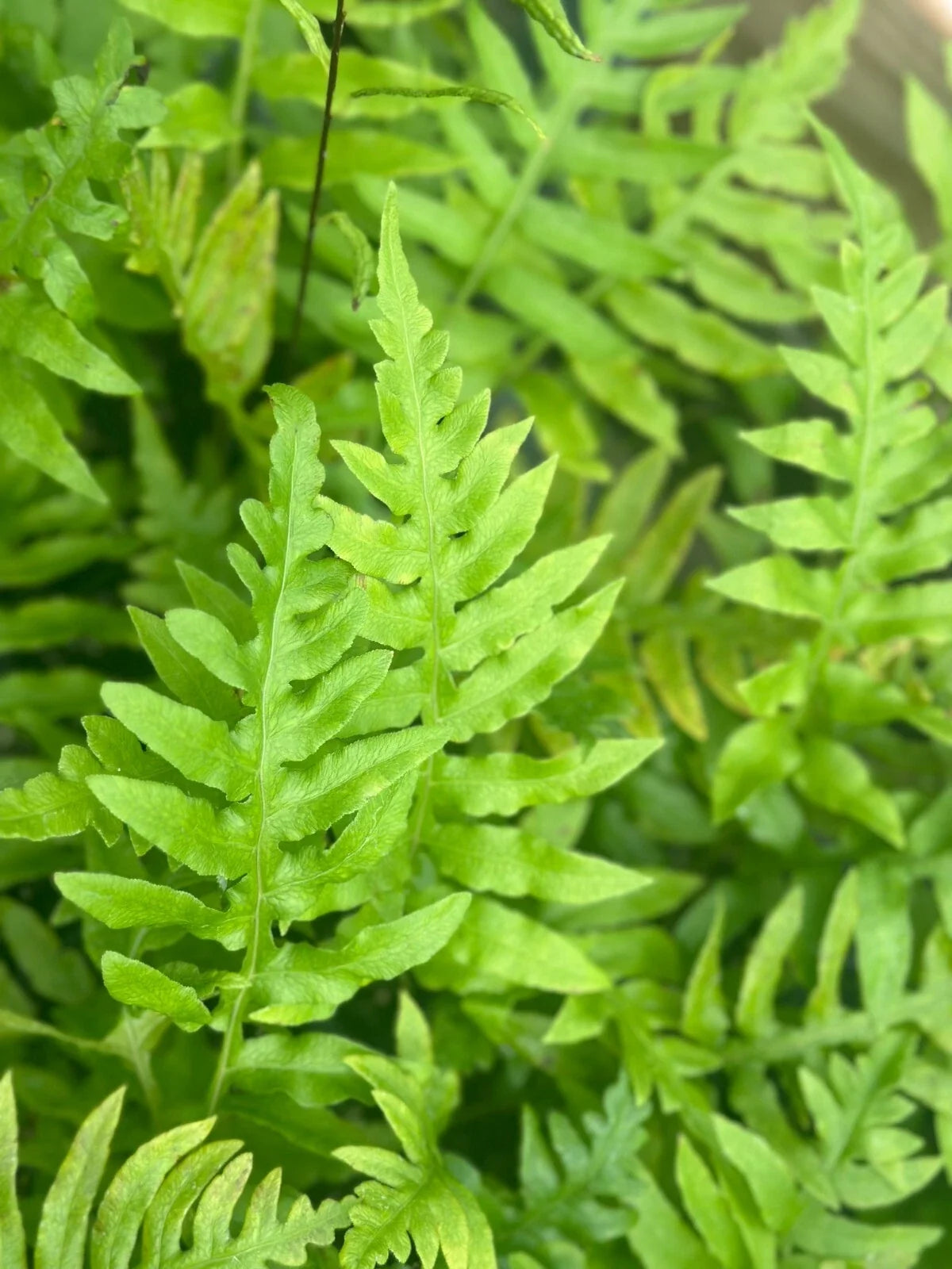 Leatherwood Fern Bare-root Fast-Growing Evergreen Dicksonia antarctica - Lush Blue-Green Fronds for Garden Landscaping
