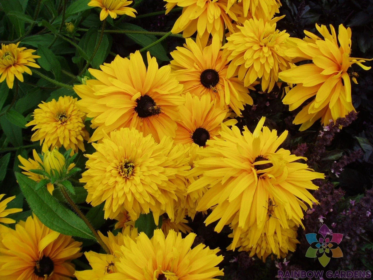 Double Golden Gloriosa Rudbeckia Seeds - 200+ Count - Rudbeckia hirta - Perennial Flower Seeds for Vibrant Garden Blooms