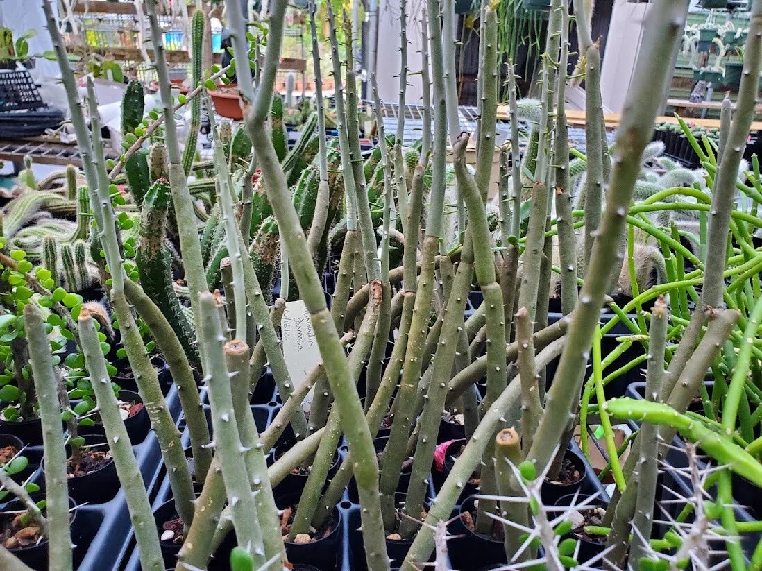 Rooted Cutting Alluaudia dumosa - Madagascar Spiny Tree - Unique Succulent Plant - Drought-Tolerant Desert Flora