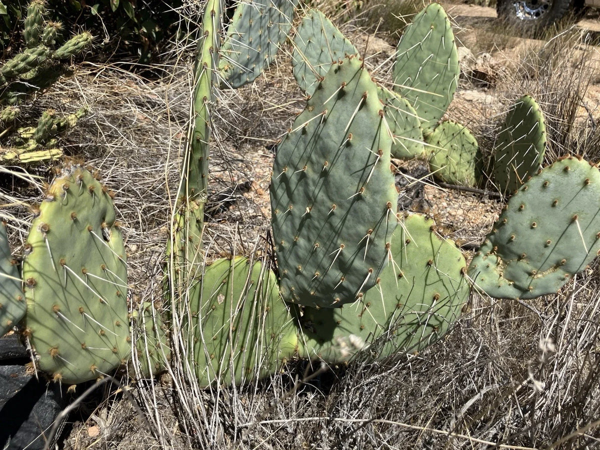 Prickly Pear Cactus Plant - 4 Inch Pot - Drought-Tolerant Succulent - Opuntia spp. - Indoor/Outdoor Garden Decor