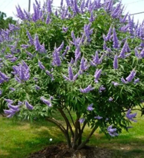 Chaste Tree Seeds 50+ Pack - Fast Growing Edible Spice - Vitex agnus-castus - Fragrant Flowers for Garden & Culinary Use