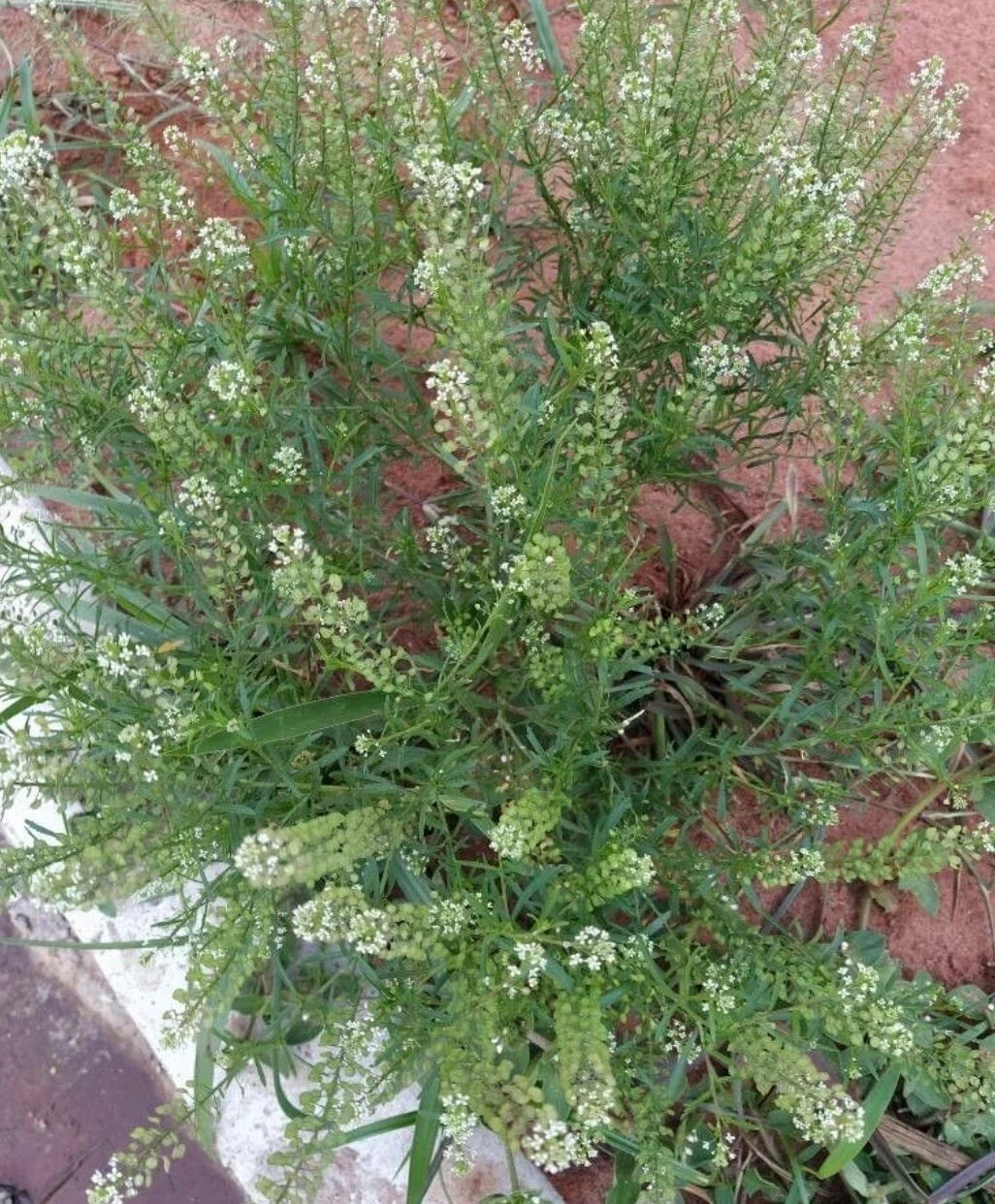 Organic Peppergrass Seeds - 100 Count - Virginia Pepperweed (Lepidium virginicum) - Non-GMO Herb for Culinary Gardening