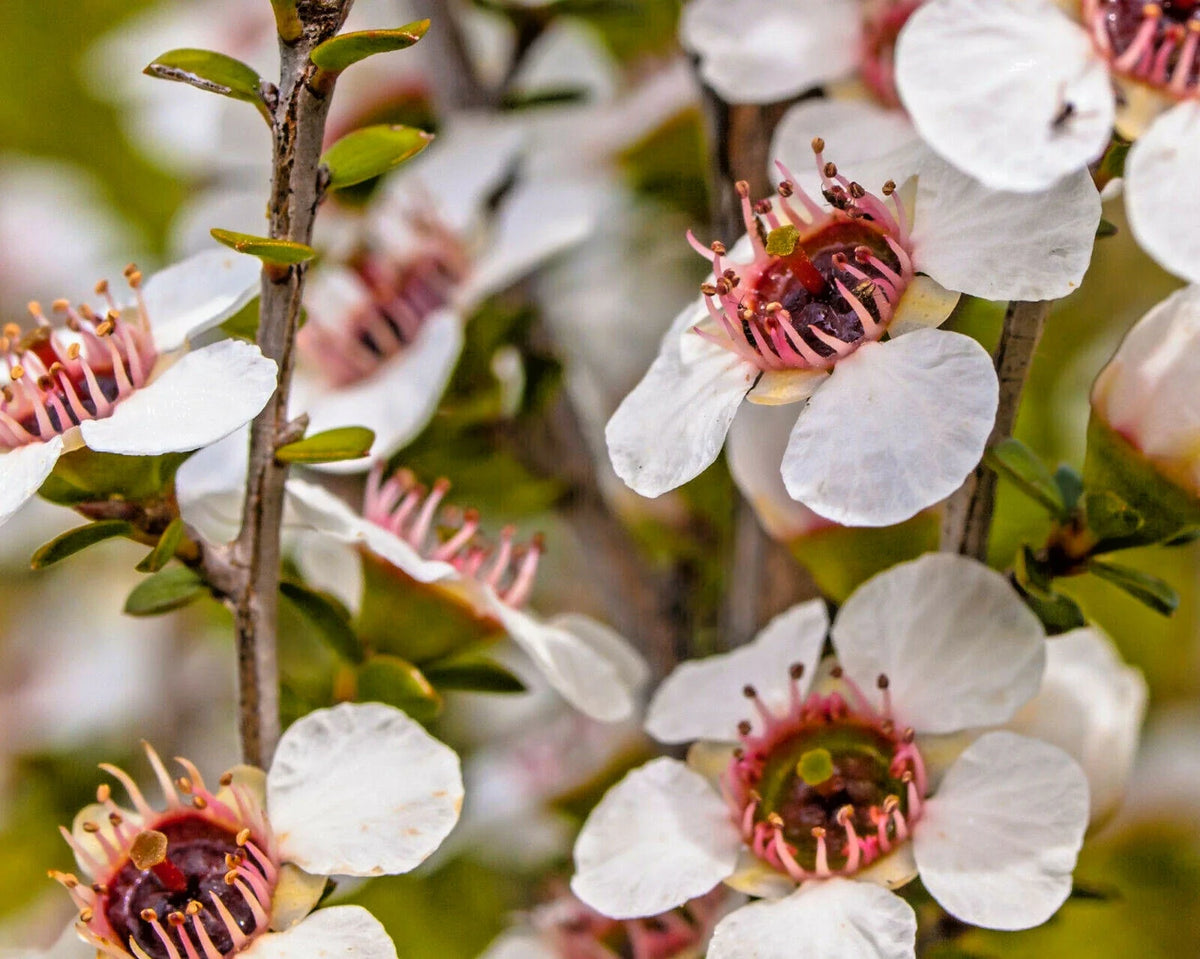 Manuka Tea Tree Seeds - 100+ Medicinal Seeds for Tea Bush, Leptospermum scoparium, USA Seller