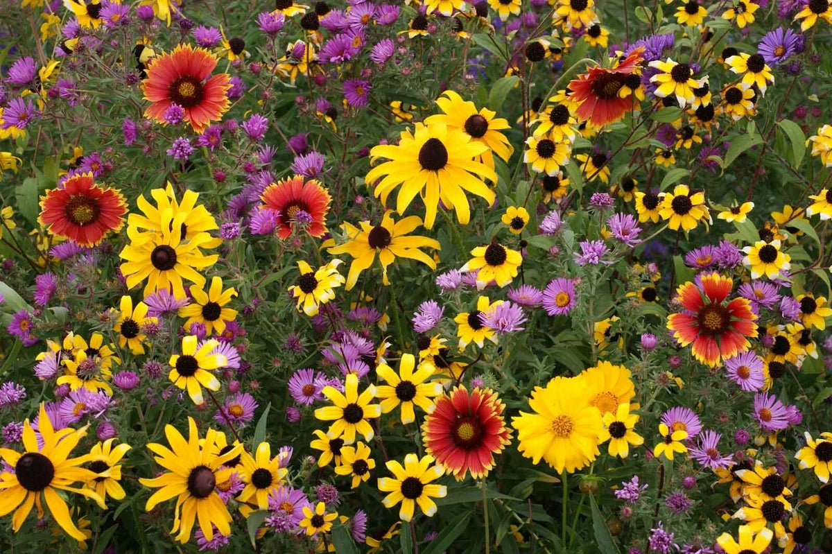 Perennial Wildflower Mix Seeds | Eco-Friendly Native Wildflowers | Various Species | 1000 Seeds Per Packet