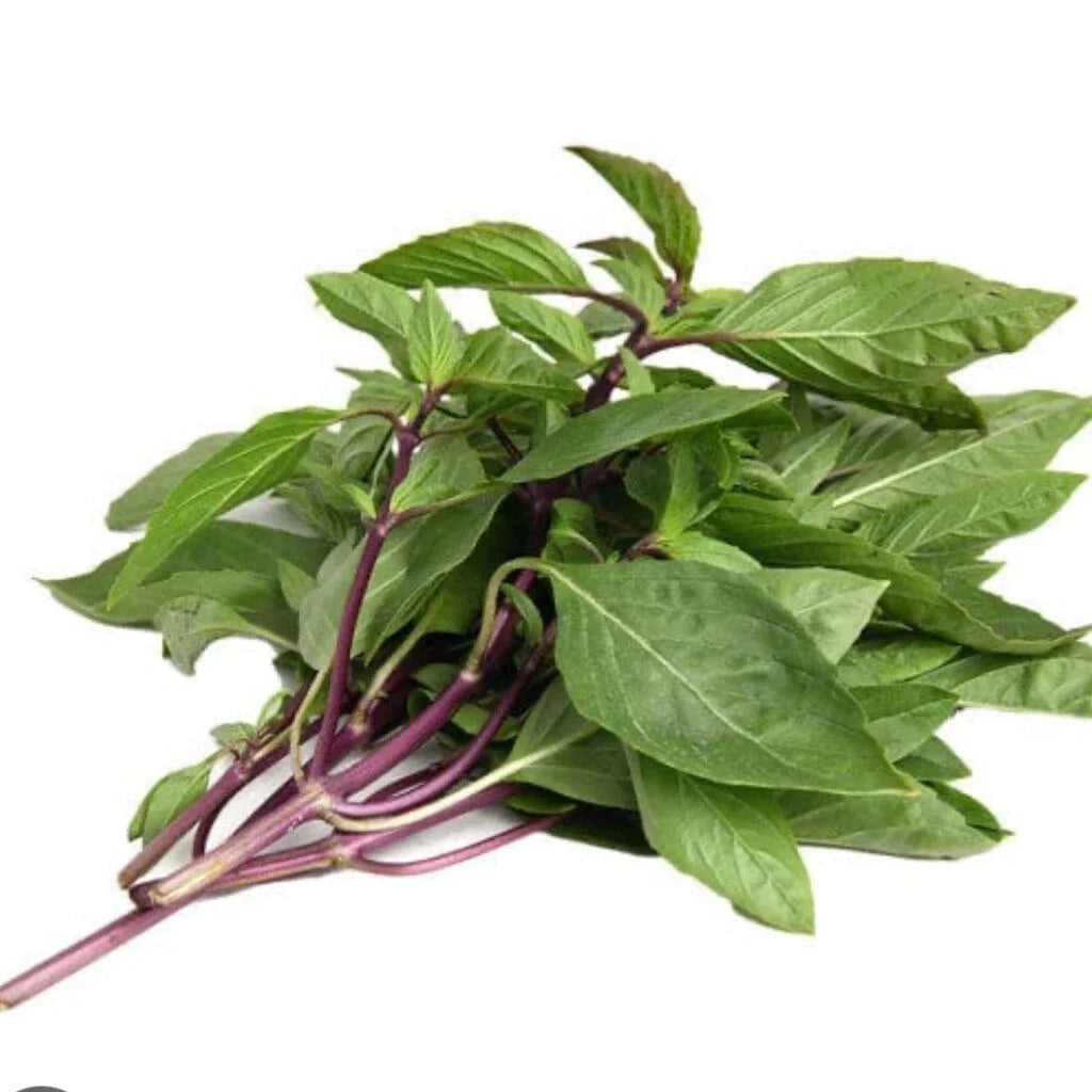 Thai Basil Seeds - 100+ Organic Heirloom Seeds - Ocimum basilicum var. thyrsiflora - Non-GMO Culinary Herb for Home Gardens