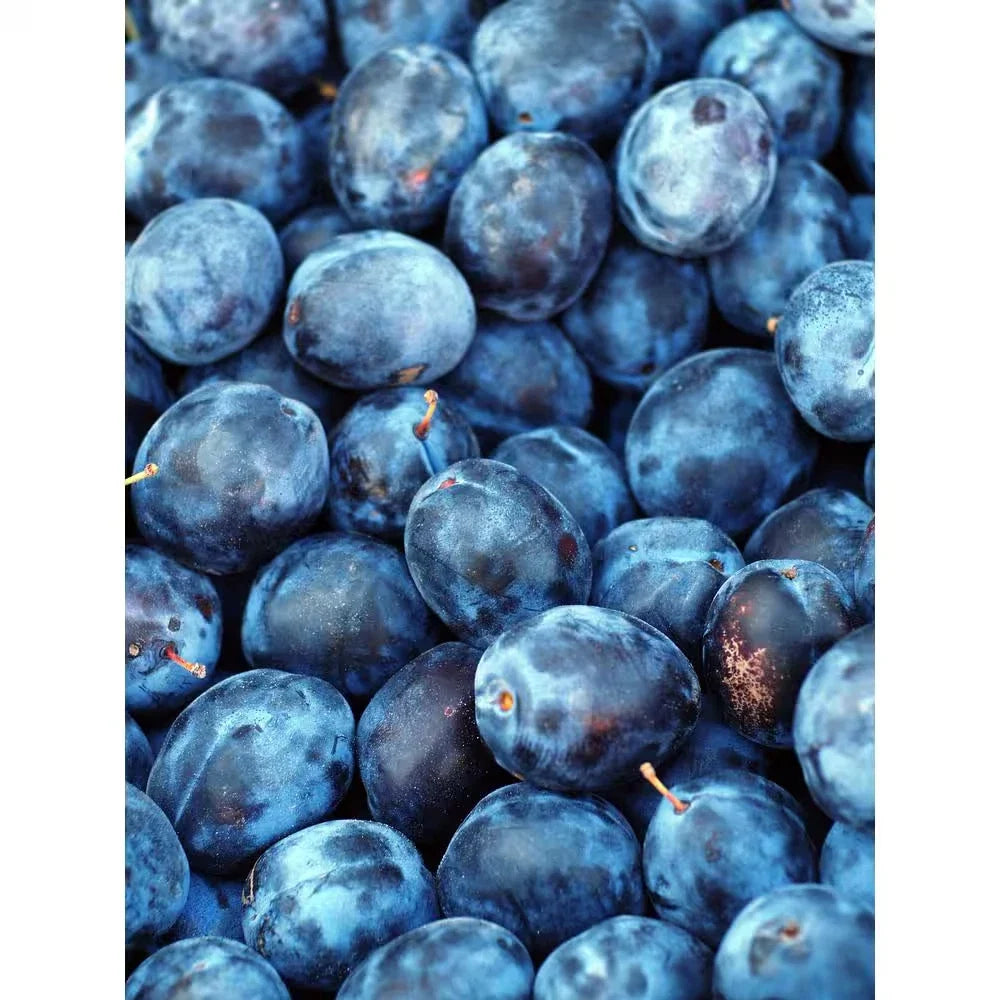 Dwarf Italian Plum Tree Bare Root - Prunus Domestica - Fruiting Variety for Small Gardens - Self-Pollinating