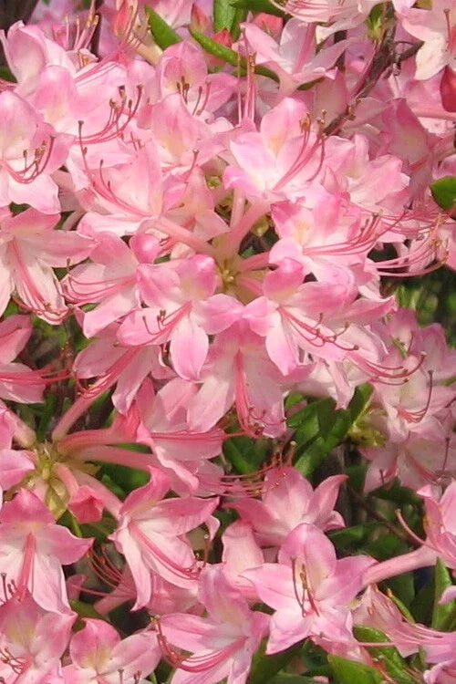 Azalea Starter Plant - Pink Pearl Variety - Iridescent Pink Flowers - Rhododendron 'Pink Pearl' - Deciduous Flowering Bush