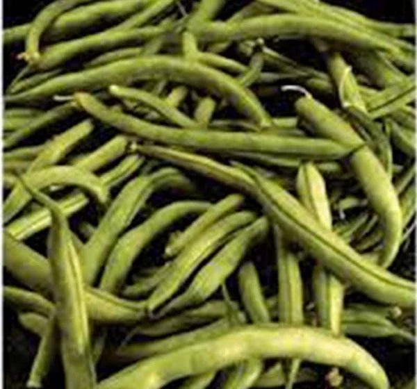 Heirloom Bean Seeds - 500+ Commodore Bush Variety, Non-GMO Green Beans, Organic Phaseolus vulgaris for Home Gardening