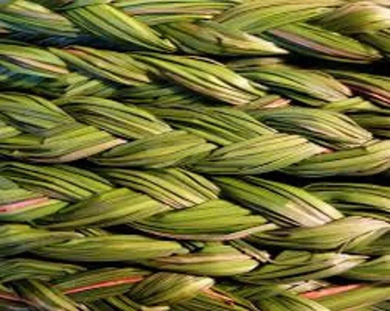 Sweetgrass Plants - 5 Organic Smudge Plants, Hierochloe odorata, Lush Green, Eco-Friendly Gardening, Spiritual Use