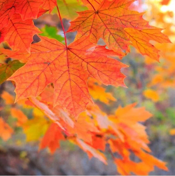 Sugar Maple Seeds, 20+ Pack, Southern Variety, Acer saccharum - Perfect for Fall Foliage and Landscaping