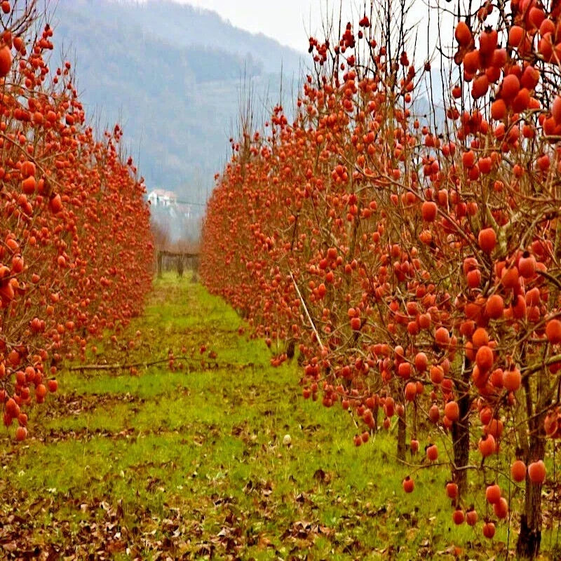 Persimmon Tree Seeds - Sugar Plum Variety - Diospyros Virginiana - Cold Hardy 4-9 - Home Gardening Fruit Seeds