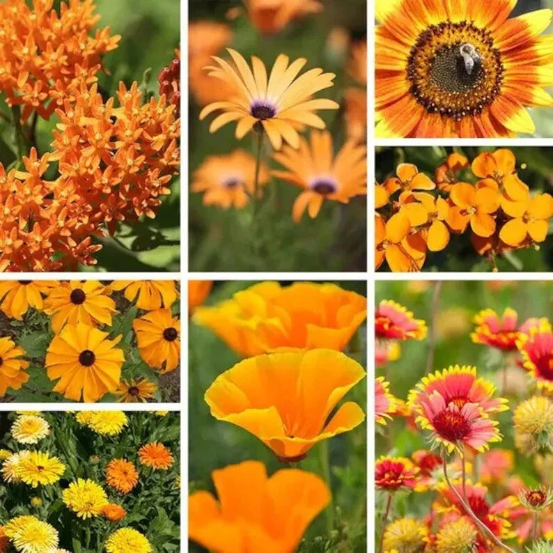 Orange Wildflower Seed Mix - 200 Organic Non-GMO Seeds - USA Wildflower Blend - Various Species