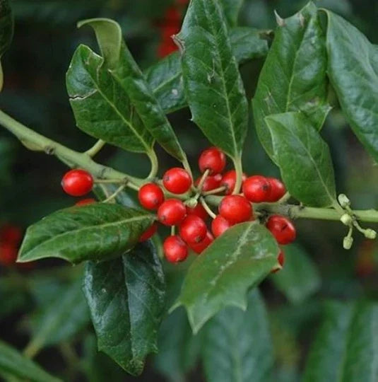 Nellie Stevens Holly Seedling Sapling Privacy Hedge Bush Tree - Ilex x attenuata 'Nellie Stevens' - Evergreen Ornamental Plant