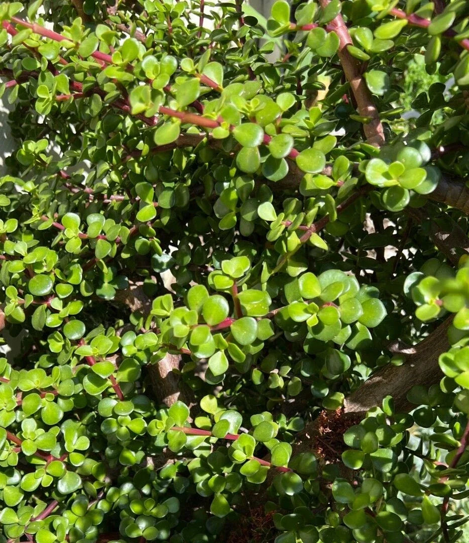 Succulent Cuttings 5 Pack - Portulacaria Afra Clippings for Indoor Decor - Elephant Bush Plant Cuttings