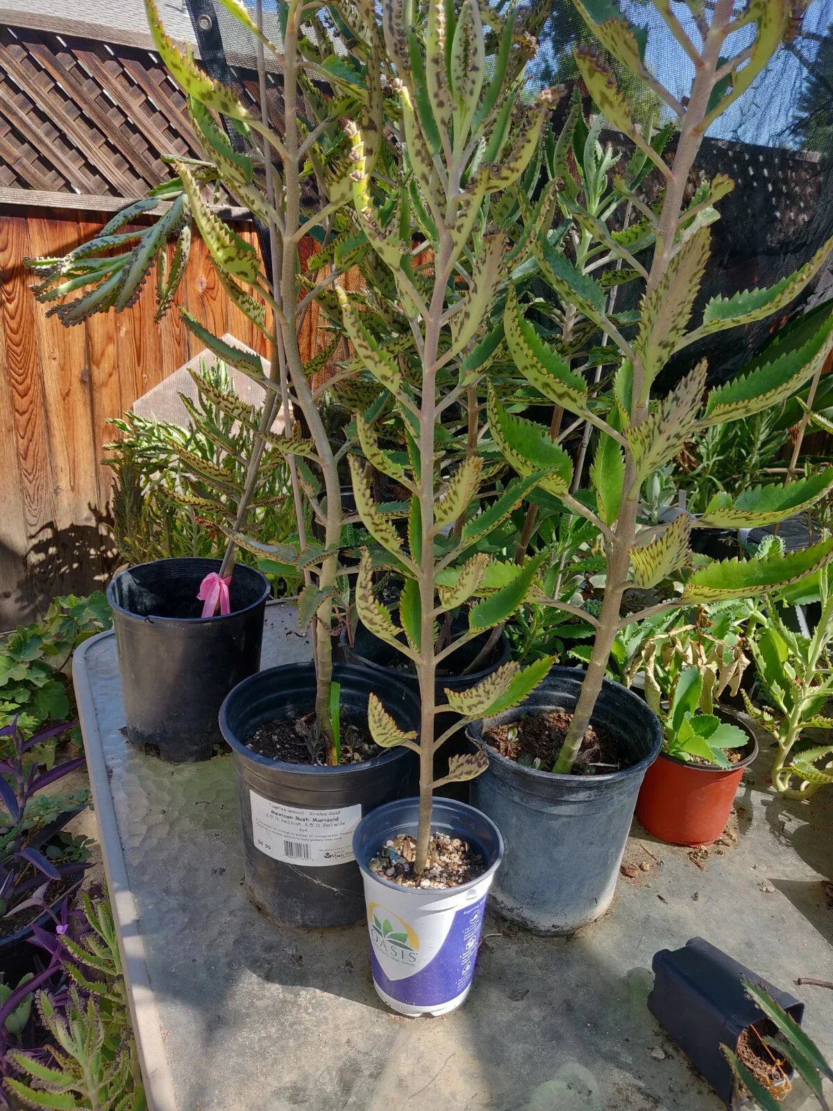 Kalanchoe Madre de Miles 3 Pack Succulent Plants - Mother of Thousands - Kalanchoe daigremontiana - Easy Care Indoor Houseplants