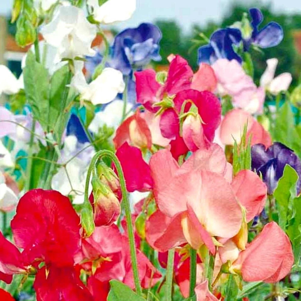Sweet Pea Seeds | Non-GMO Heirloom Early Multiflora Mix | Lathyrus odoratus | Fresh Garden Seeds