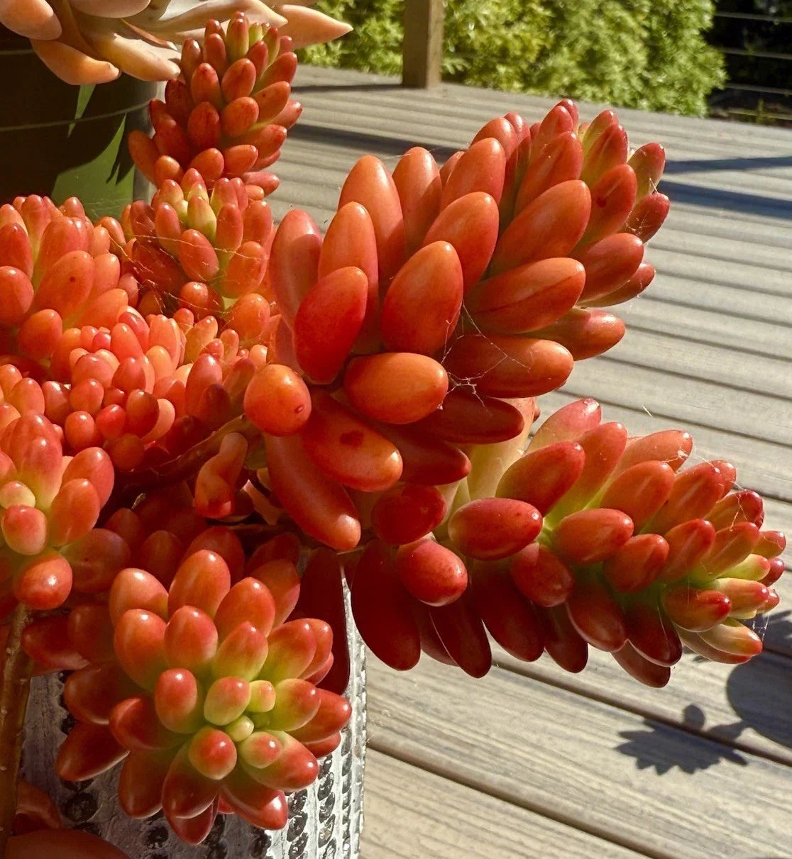 Live Succulent Cutting - Variegated Sedum Rubrotinctum 'Aurora' Pink Jelly Bean - Rare Colorful Houseplant