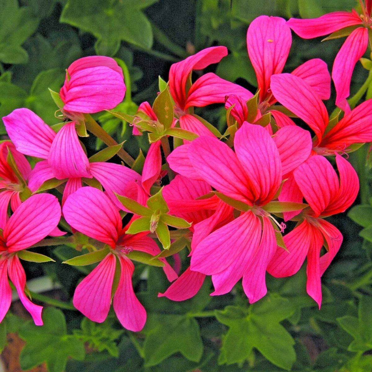 Geranium Cuttings 6" Cascade Pink Pelargonium Live Flower Plants - 3 Unrooted Cuttings for Indoor/Outdoor Gardening