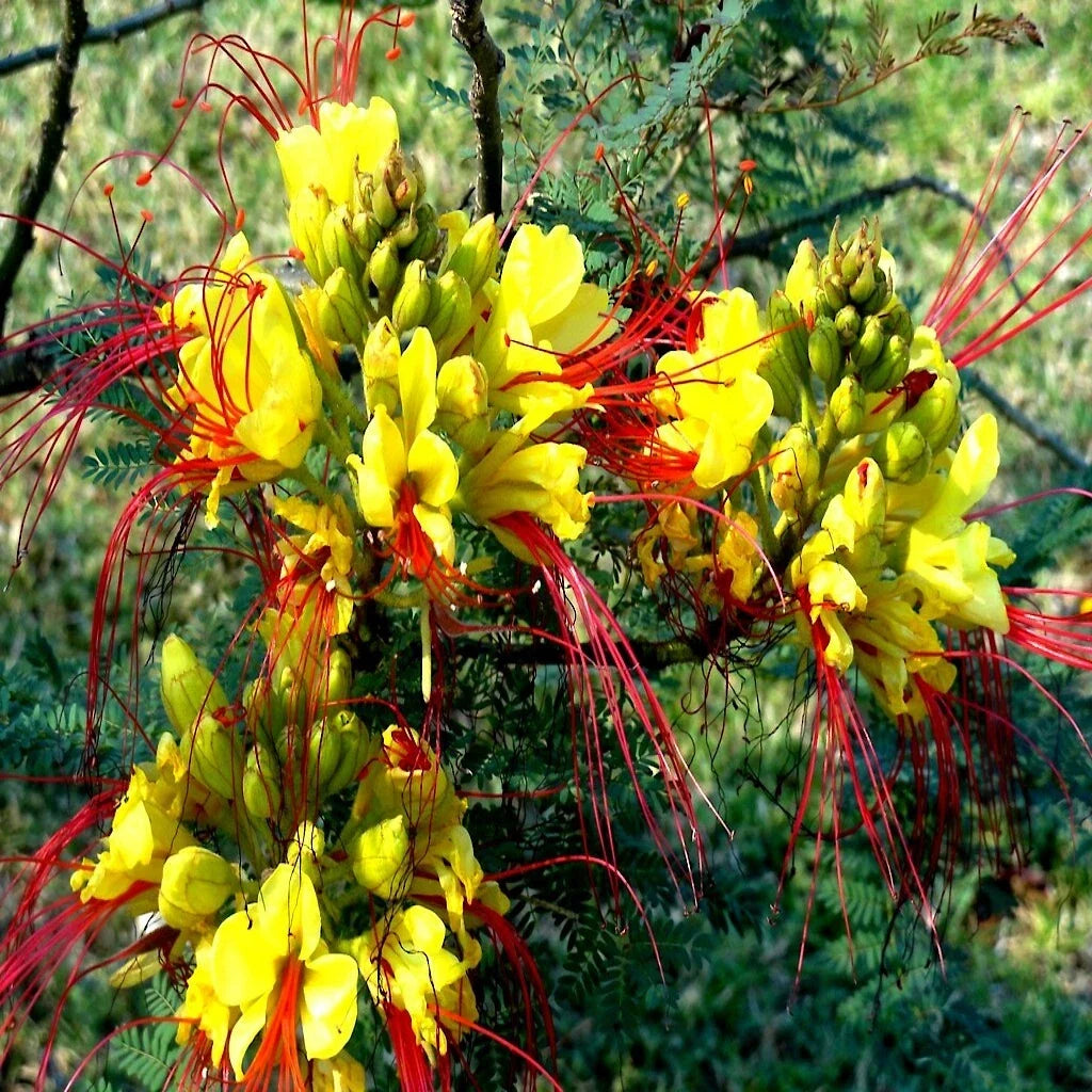 Mexican Desert Yellow Bird of Paradise Seeds, Flowering Shrub (Caesalpinia gilliesii), Drought-Tolerant, Attracts Pollinators