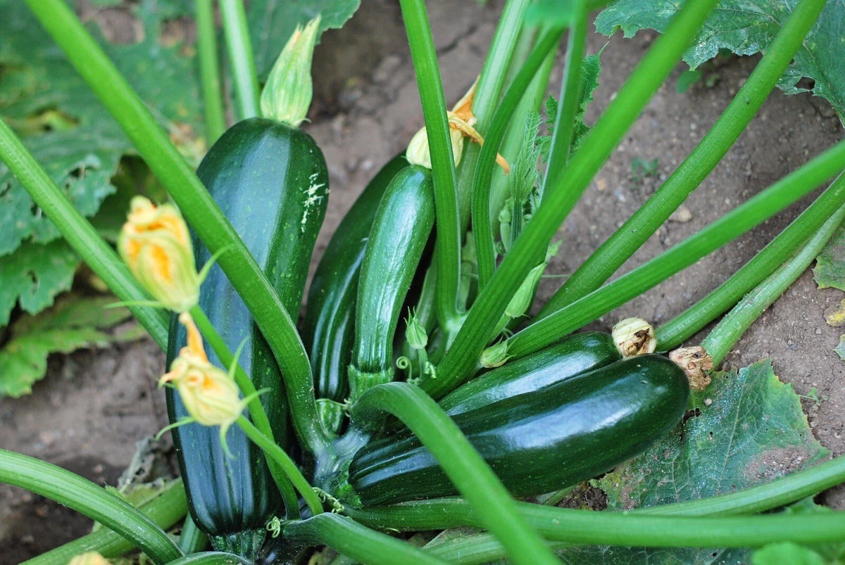 Black Beauty Zucchini Seeds - 25 Organic Heirloom Non-GMO Seeds - Cucurbita pepo - Summer Squash for Home Garden