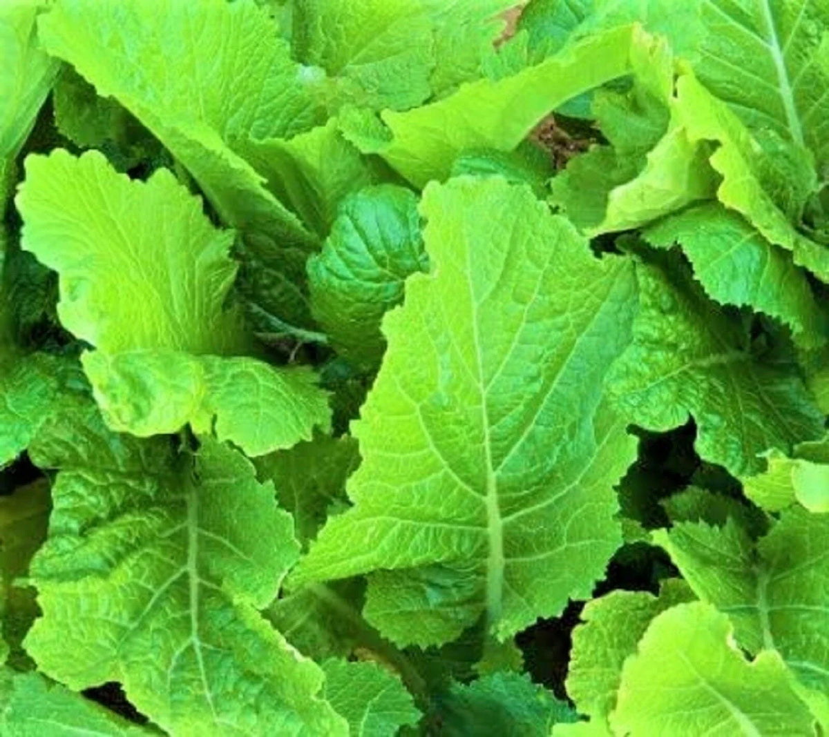 Florida Broadleaf Mustard Seeds 300+ Non-GMO Heirloom Brassica juncea for Home Gardening and Container Planting