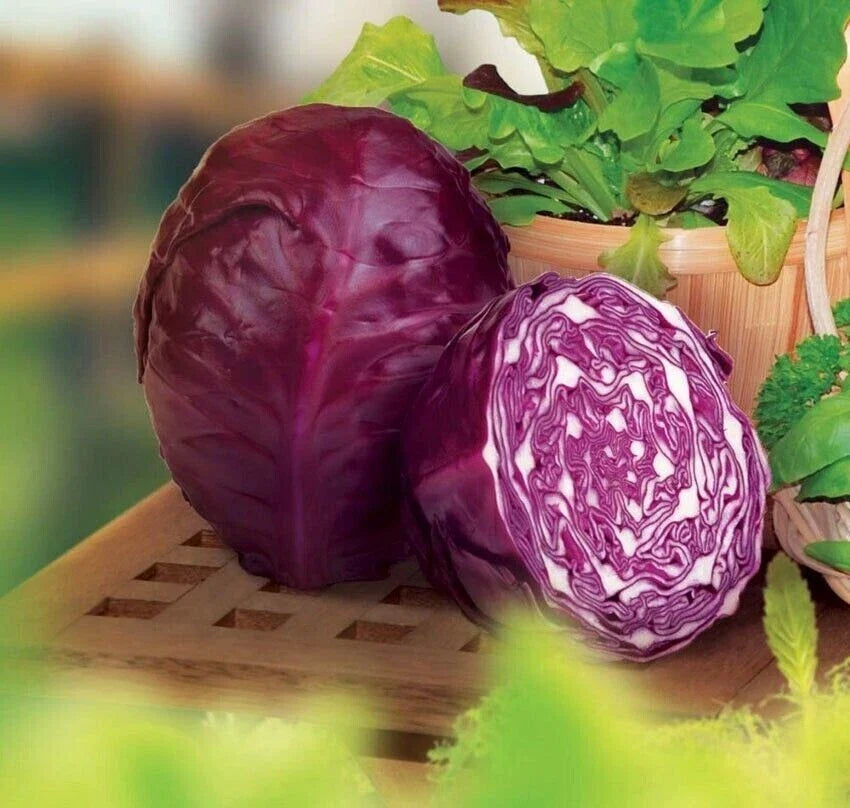 Red Acre Cabbage Seeds - 1000+ Heirloom Organic Non-GMO - Brassica oleracea - Deep Red Color for Home Gardens