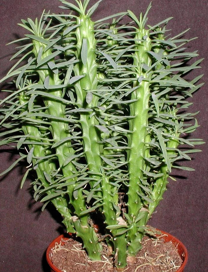 Euphorbia Loricata Cuttings - 3" Rare Succulent - Drought Tolerant, Unique Texture - Euphorbia loricata