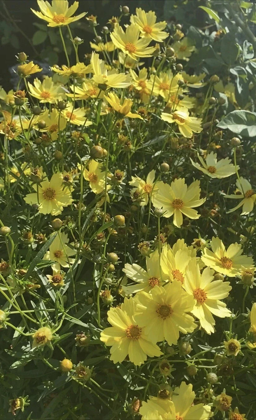 4" Pot Live Big Bang™ Full Moon Yellow Blossom Plant - Coreopsis grandiflora - Long Blooming, Attracts Pollinators