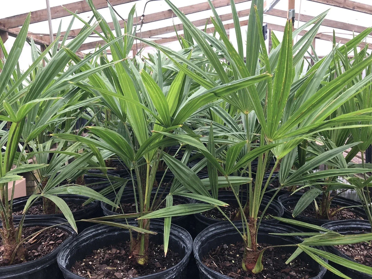 Cold Hardy Windmill Palm Tree 22-24" Trachycarpus fortunei Outdoor Tropical Plant for Gardens and Landscaping