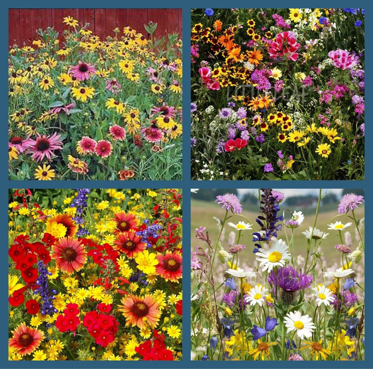 Wildflower Mix Seeds 500+ Heirloom Perennials & Annuals for Hummingbirds | Non-GMO Wildflower Seeds | Various Species