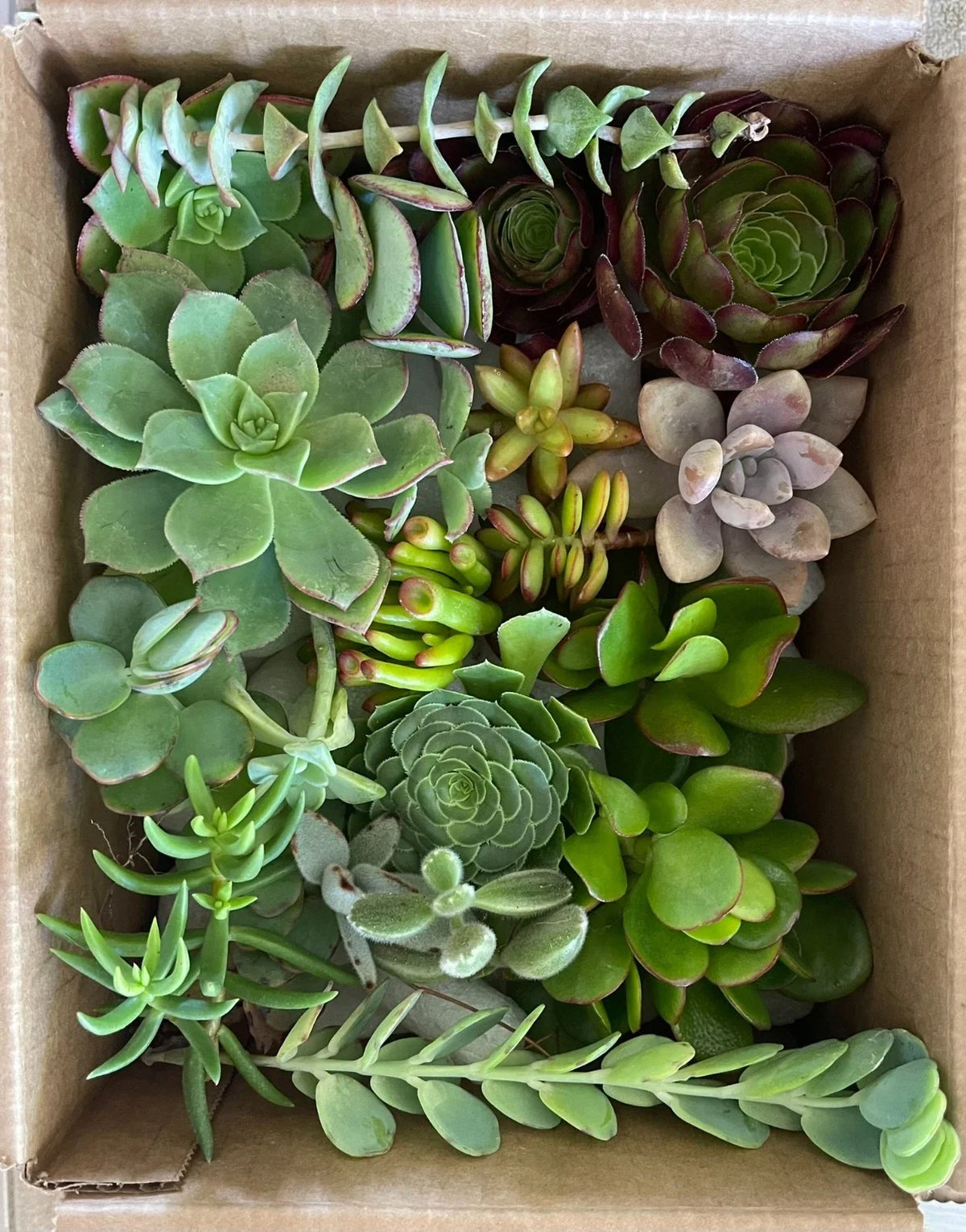 Fresh Succulent Cuttings Set of 15 Varieties - Organically Grown, Ideal for Home Decor & DIY Projects, Various Species
