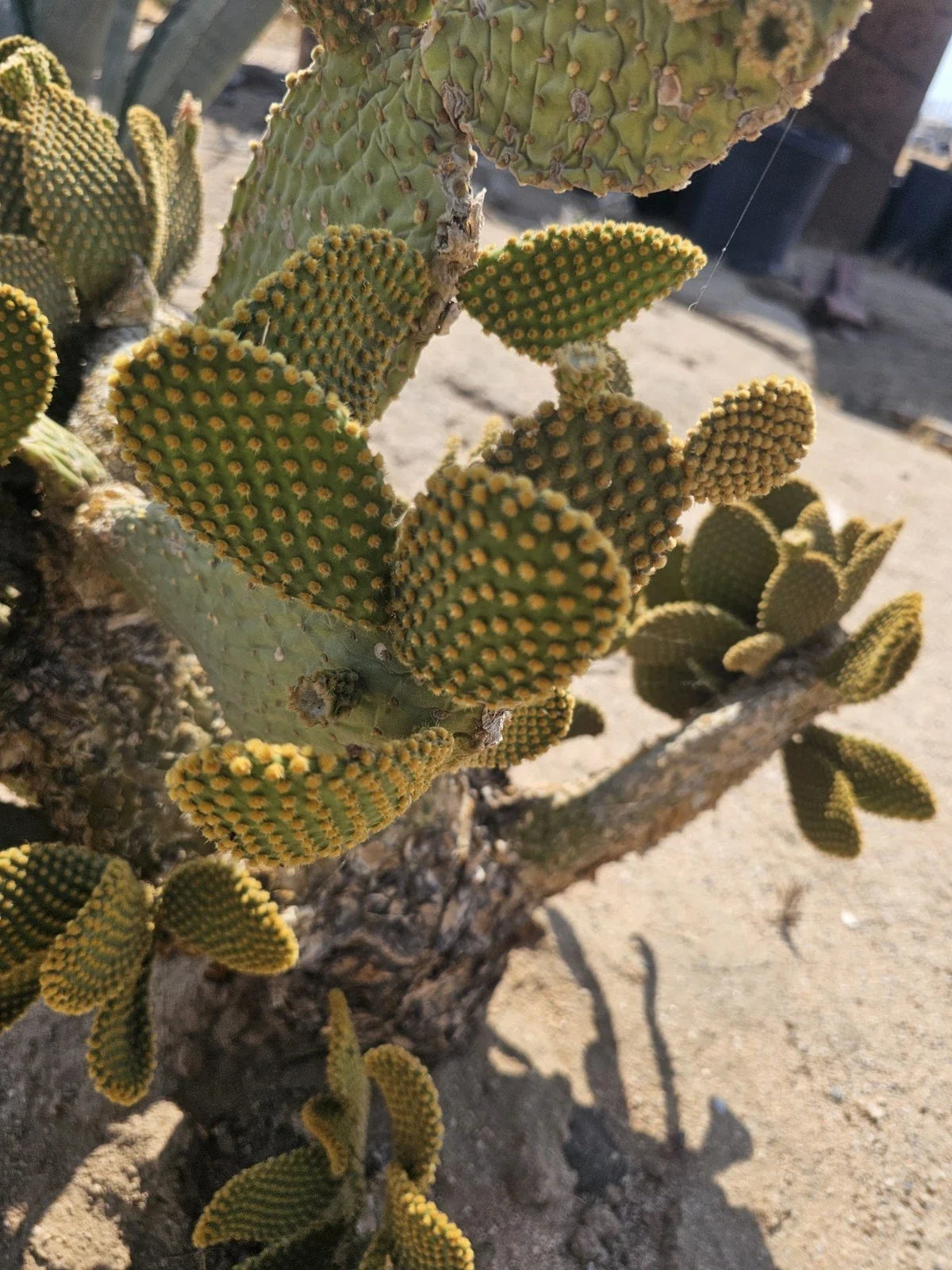 Bunny Ears Cactus Cuttings 3-5" Pack of 5 Opuntia microdasys - Unique Indoor/Outdoor Propagation Plant