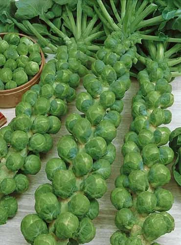 Brussels Sprouts Seeds - 500+ Green Gems - Brassica oleracea - Non-GMO, USA Grown for Home Garden