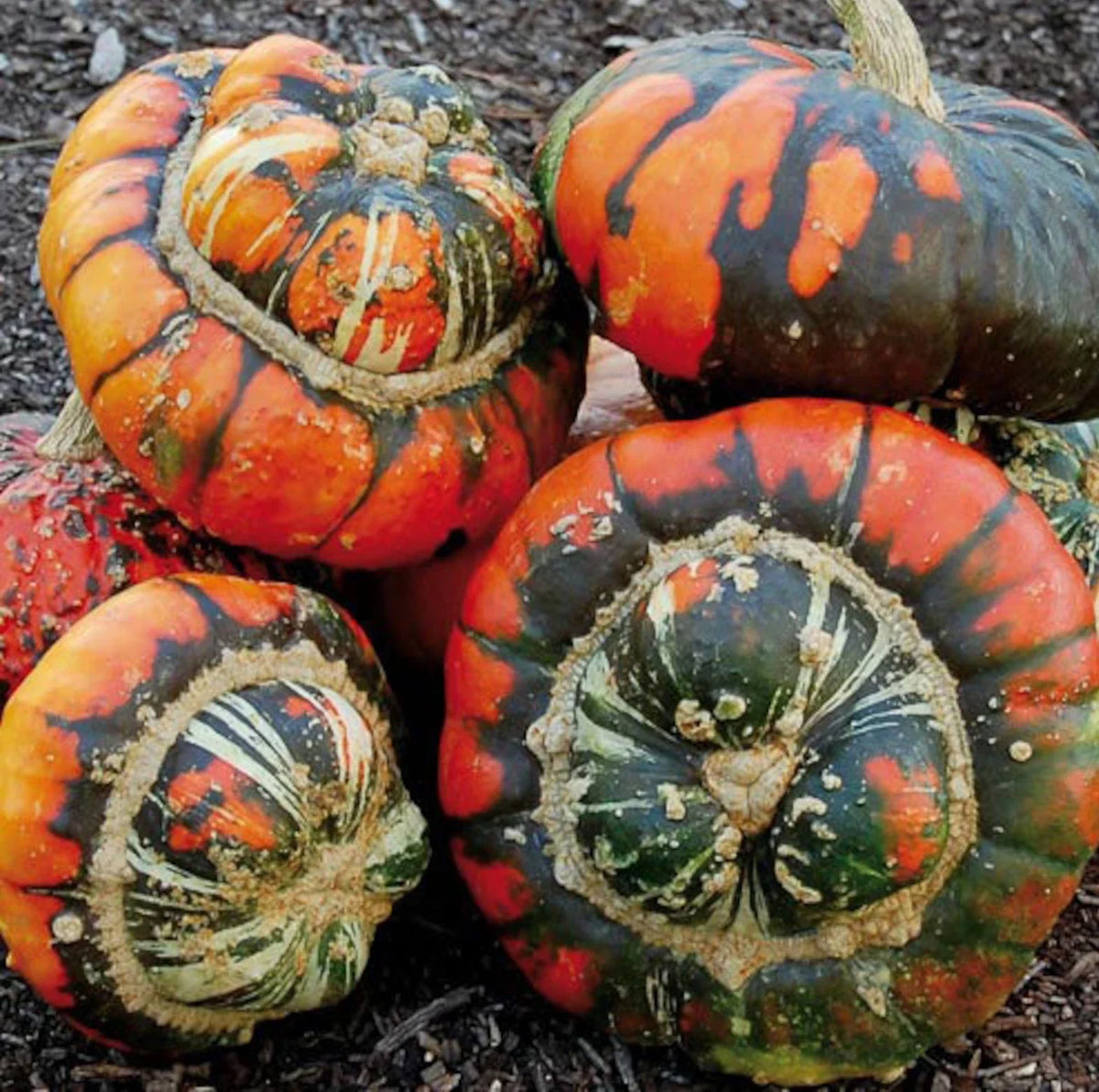 Turk's Turban Pumpkin Seeds - 10 Organic Non-GMO Heirloom Seeds - Cucurbita maxima - Unique Decorative Gourds