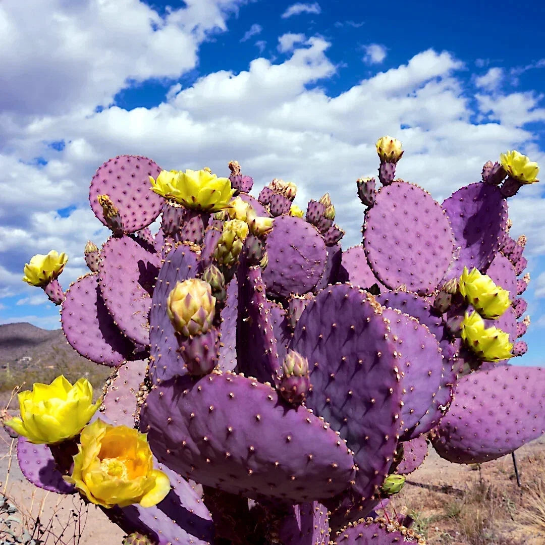 Purple Cactus Seeds - 10 Pack - Opuntia Santa Rita Prickly Pear - Rare Hardy Succulent - Edible Fruit, Low Maintenance