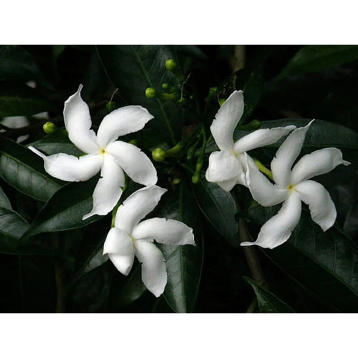 Pinwheel Crape Jasmine Starter Plant - Small Rooted Tabernaemontana divaricata - Fragrant White Flowers for Garden or Container