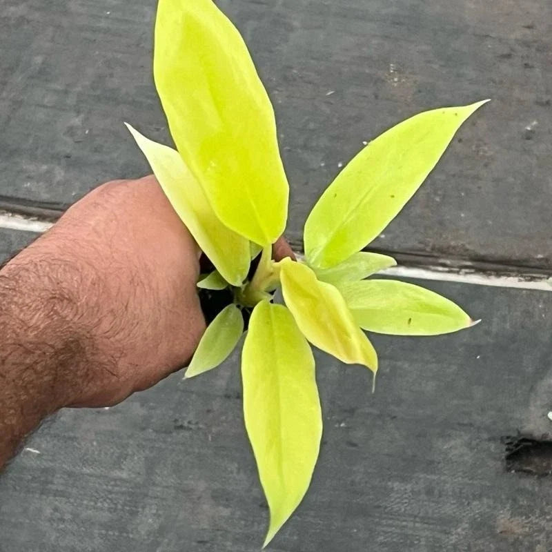 Golden Crocodile Philodendron Starter Plant | Rare Aroid | Rooted in Plug | Philodendron 'Golden Crocodile'