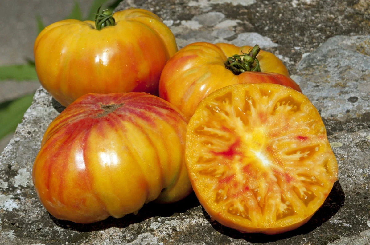 Buffalosun Tomato Seeds - 30 Organic Hybrid F1 Seeds - Sweet Heirloom Variety - Solanum lycopersicum for Home Gardening