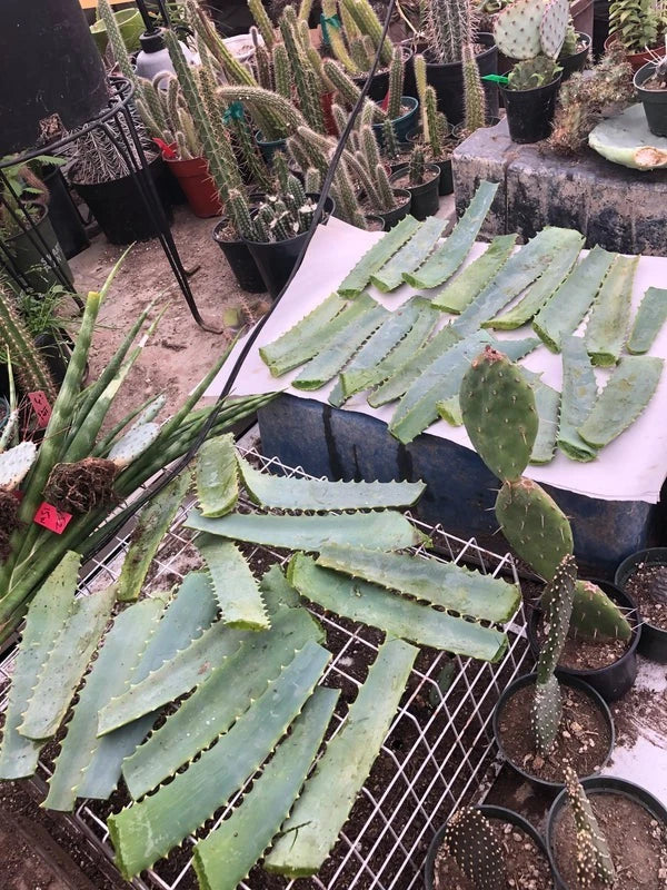 Fresh Aloe Arborescens Leaves 14oz - Aloe Vera Cuttings for Smoothies and Skincare - Sustainable Gardening Solutions