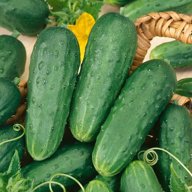 Cucumber Seeds 50+ Count Pickling Variety Homemade Pickles Cucumis sativus Heirloom Garden Seeds