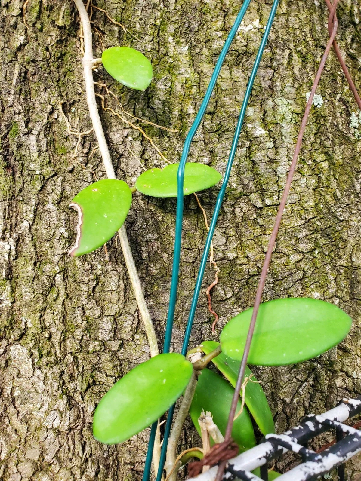 Hoya Diversifolia ssp Crassipes Cutting - Two Node Tropical Houseplant for Propagation - Hoya diversifolia