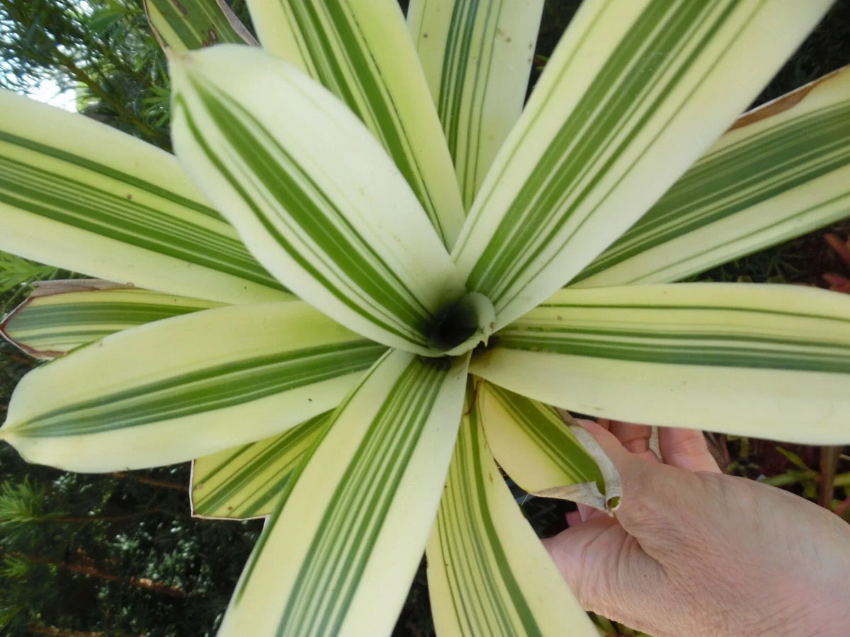 Mini Bromeliad Plant - Aechmea Organensis Cold Snap - Unique Tropical Houseplant for Indoor Decor